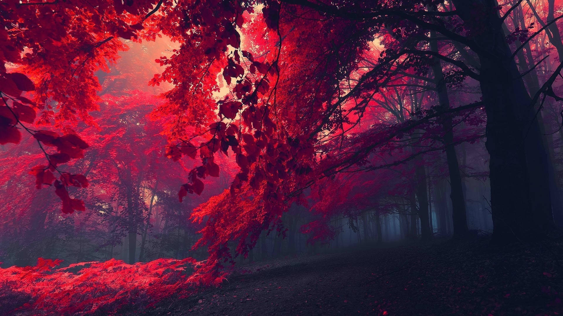 Fotografía de Bosque Rojo Oscuro Fondos de pantalla