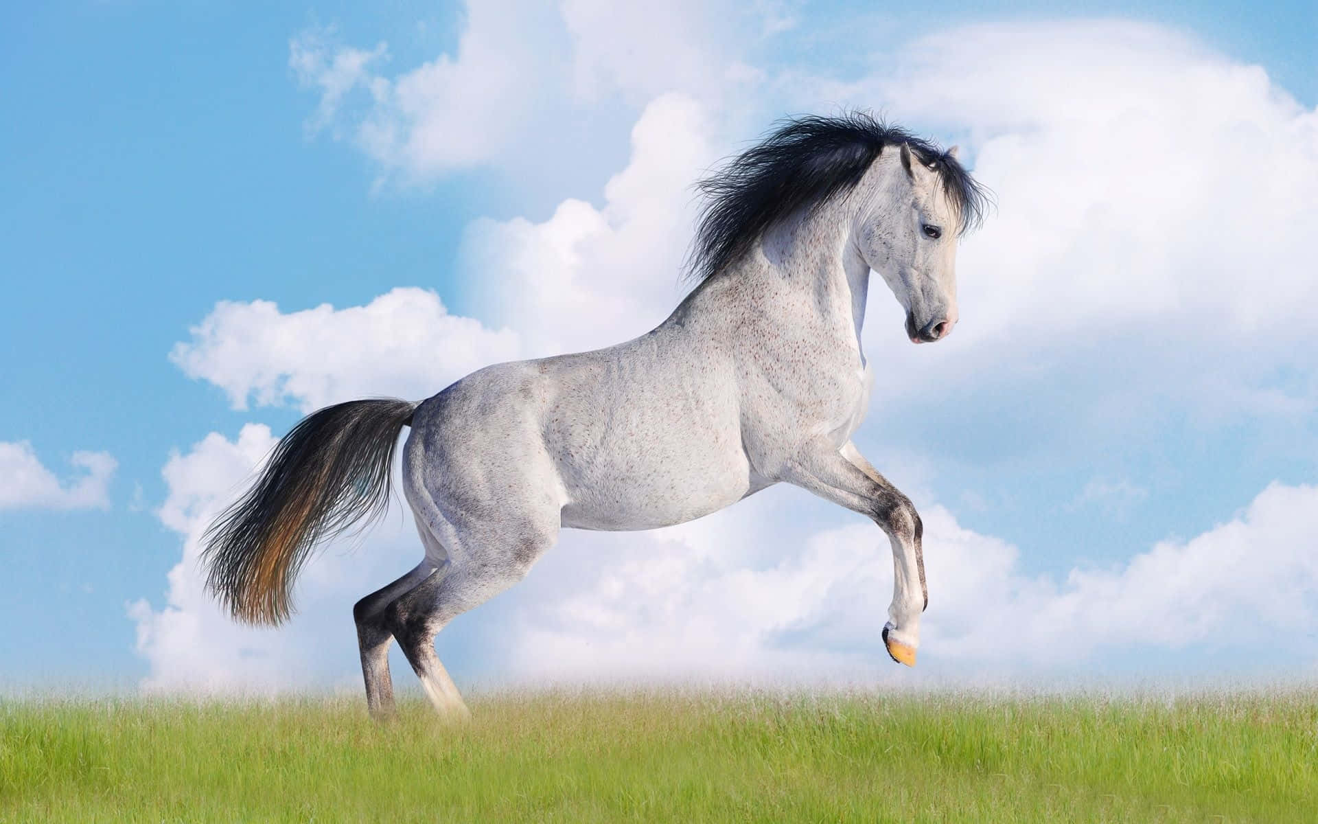 Fotografía de Caballo Galopando en Blanco y Negro Fondos de pantalla