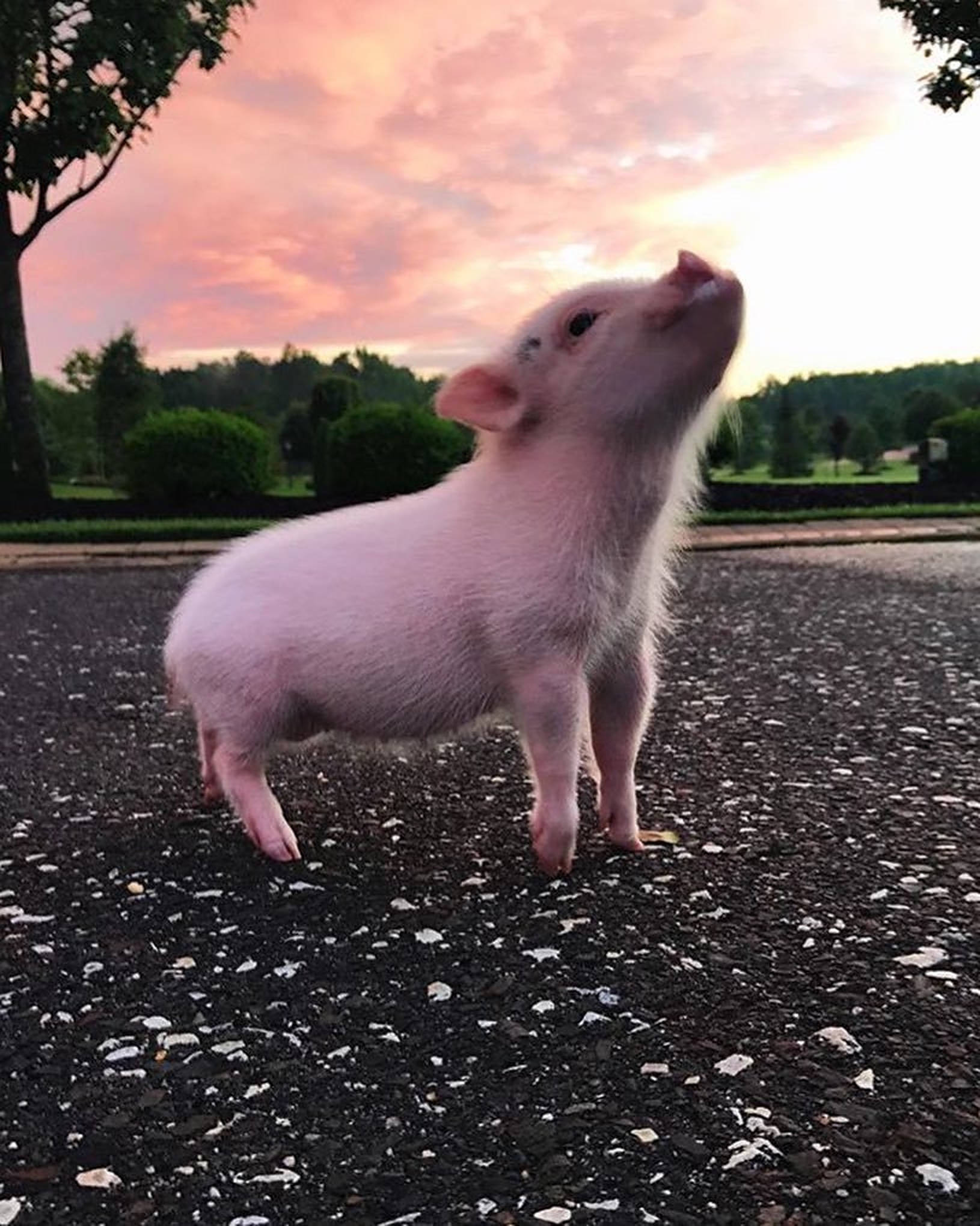 Fotografía de Cerdo Lindo Fondos de pantalla