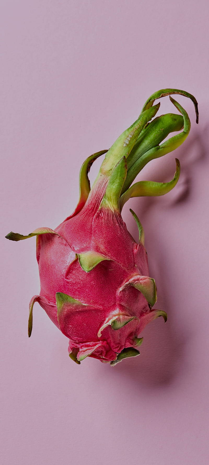 Fotografía de fruta de pitahaya sobre fondo rosa pastel Fondos de pantalla