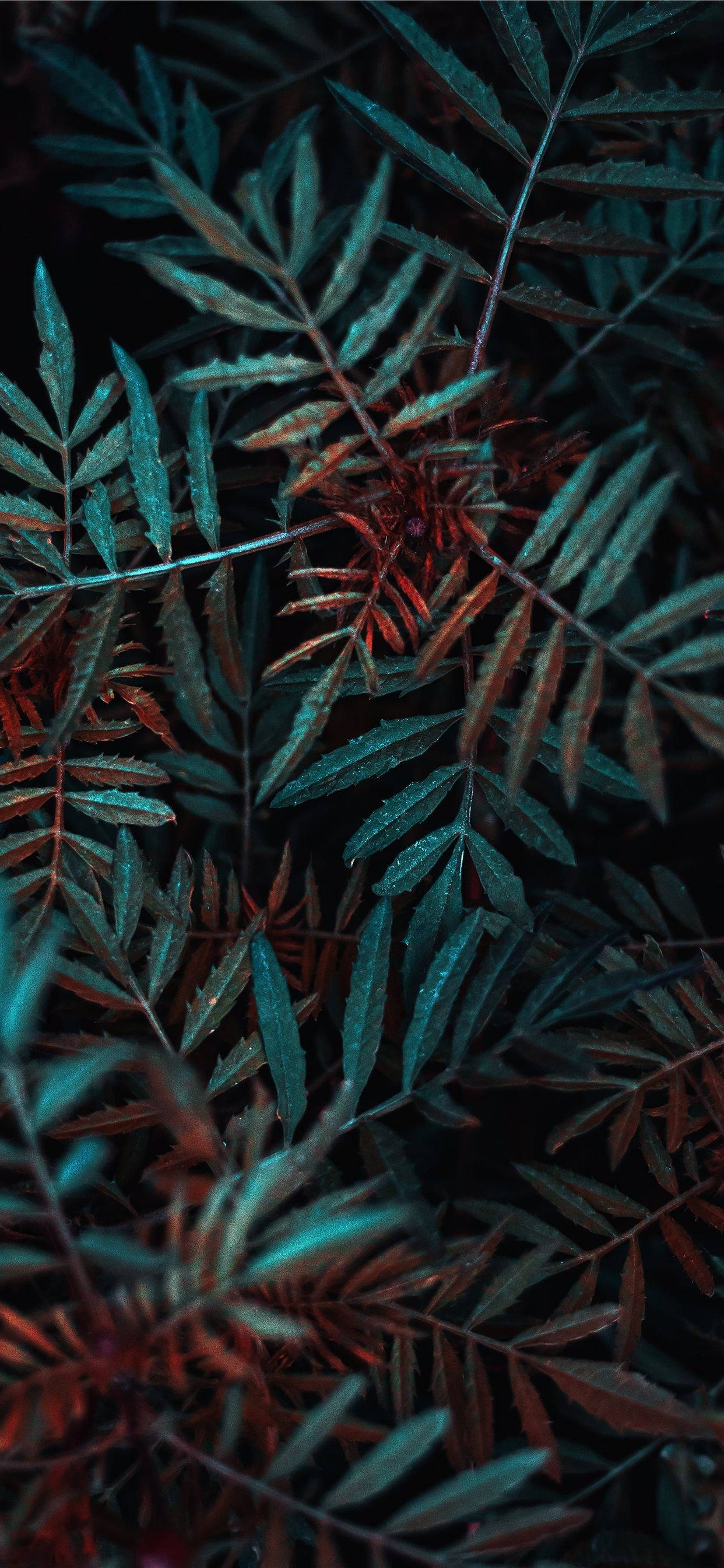 Fotografía de Primer Plano de Plantas Verdes Fondos de pantalla