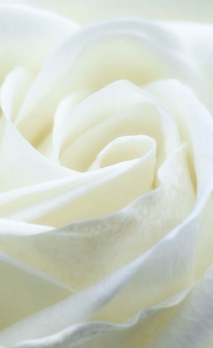 fotografía de rosa blanca - impresión artística de rosa blanca Fondos de pantalla