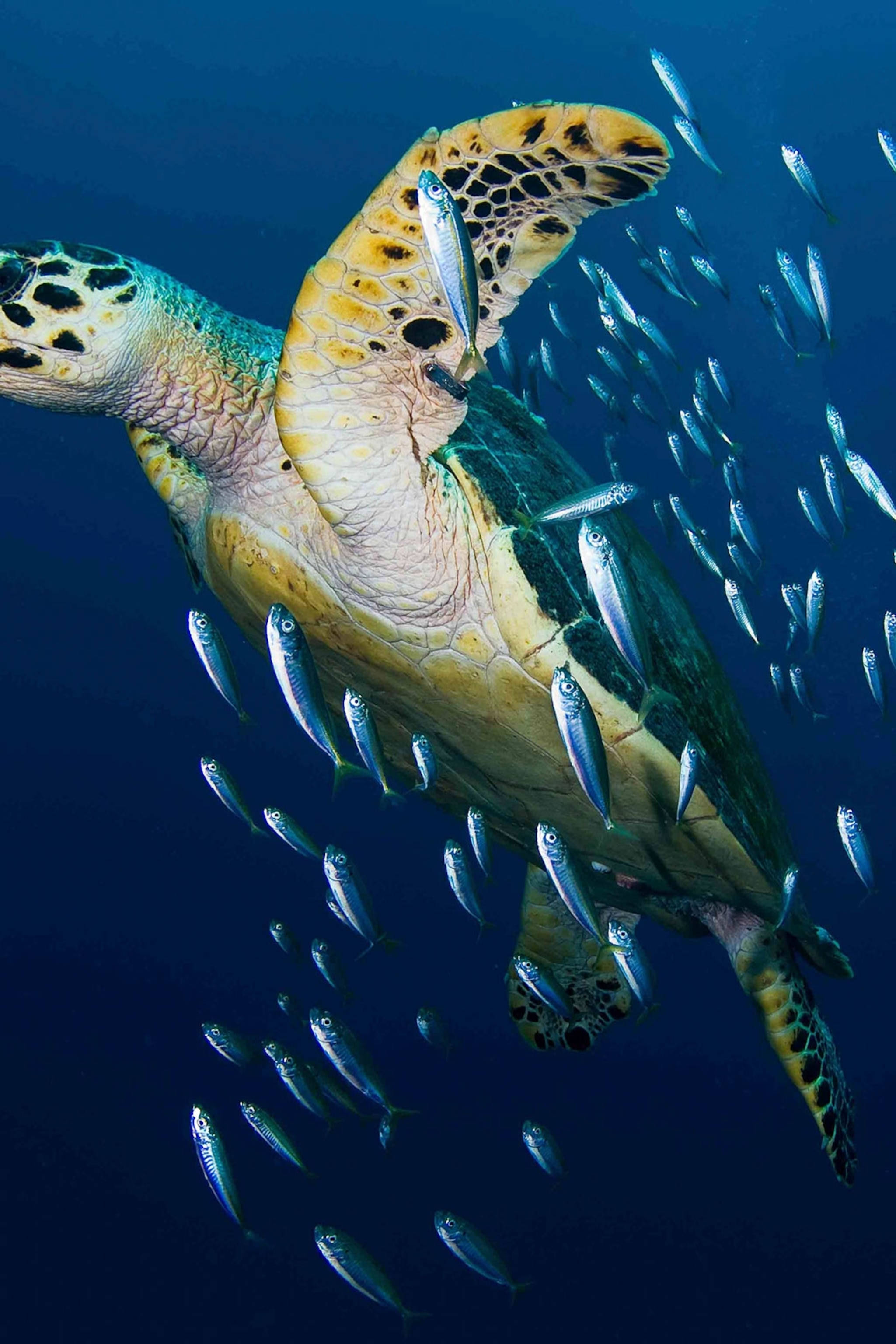 Fotografía de Tortuga Marina Carey Fondos de pantalla