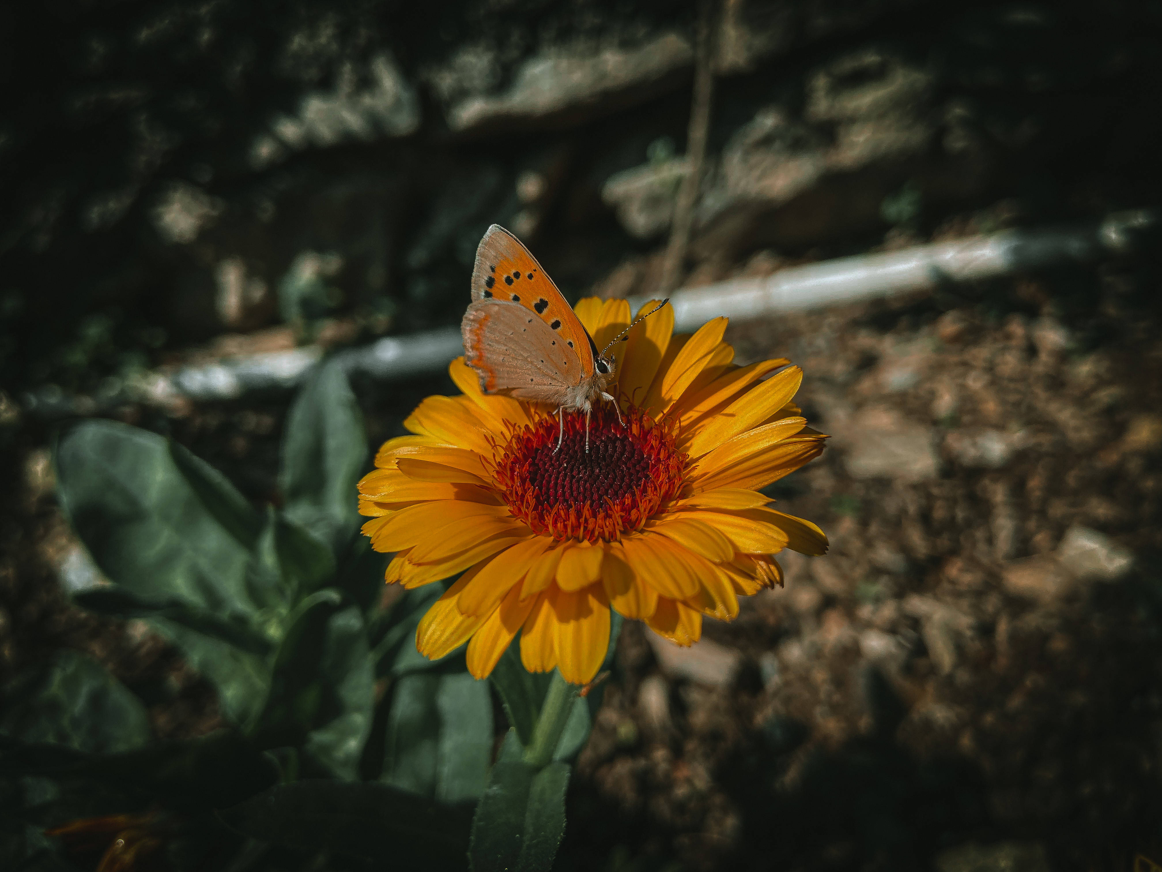Fotografía Estética de Mariposa Fondos de pantalla