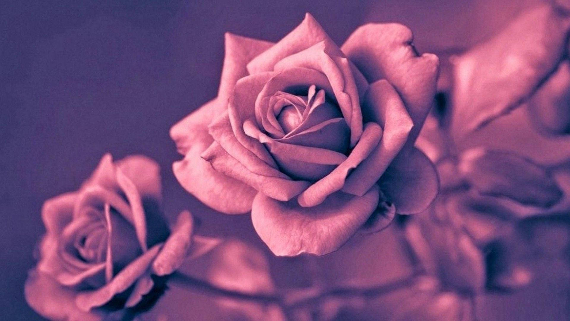 Fotografía estética en rosa dorado Fondos de pantalla