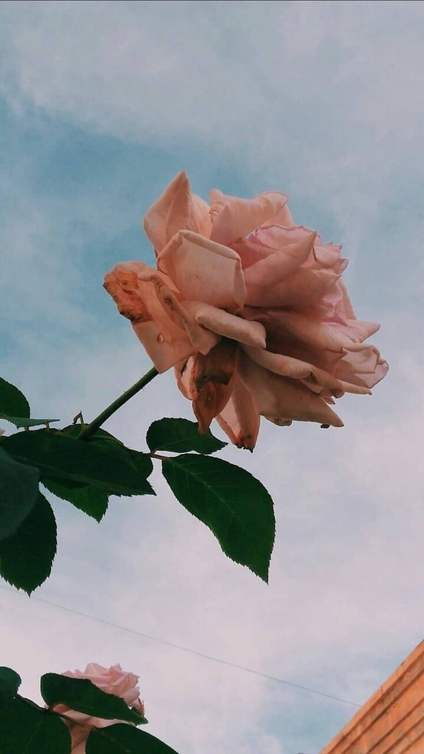 Fotografía Estética Rosa Dorado Fondos de pantalla