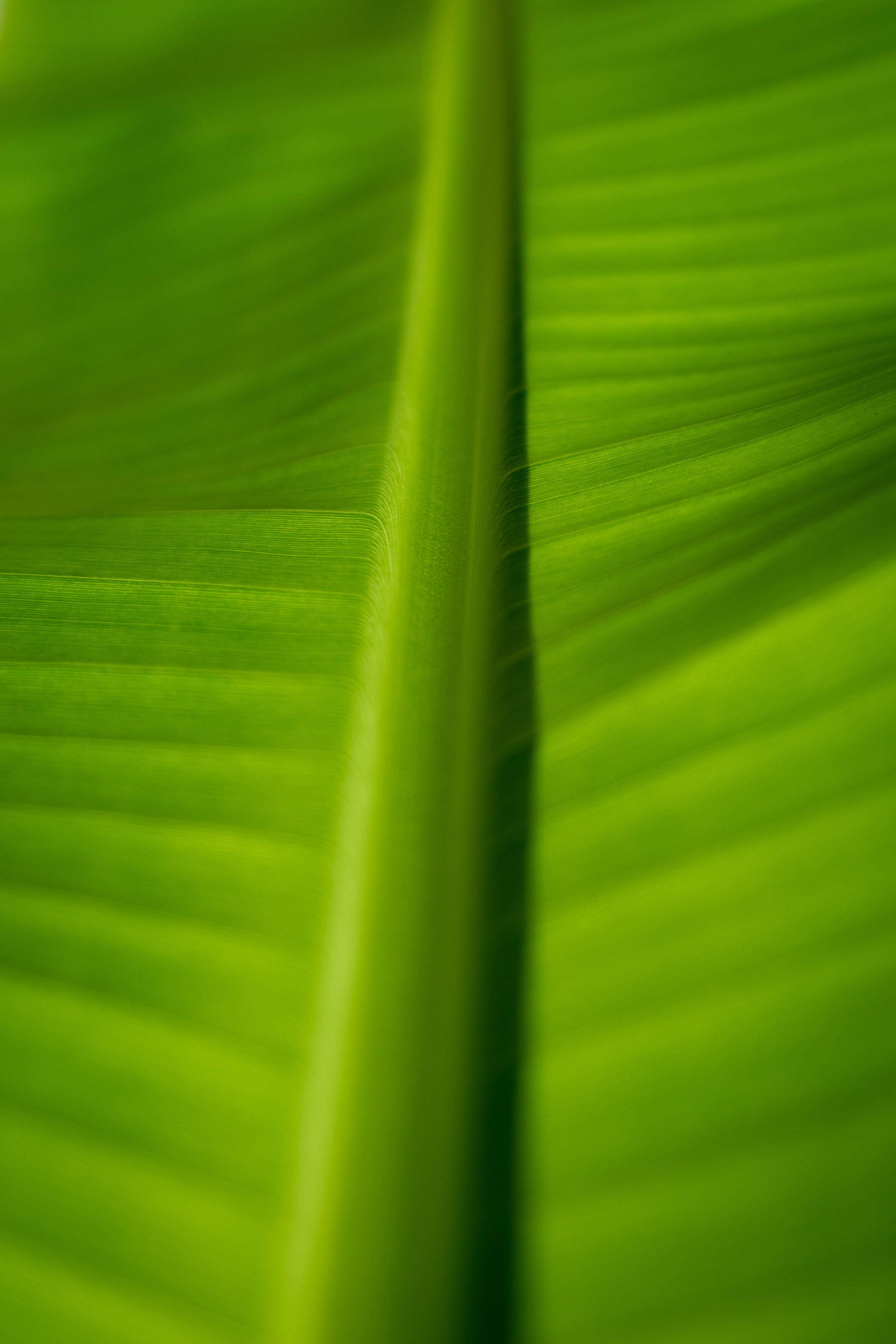 Fotografía Macro de Hoja de Plátano Fondos de pantalla