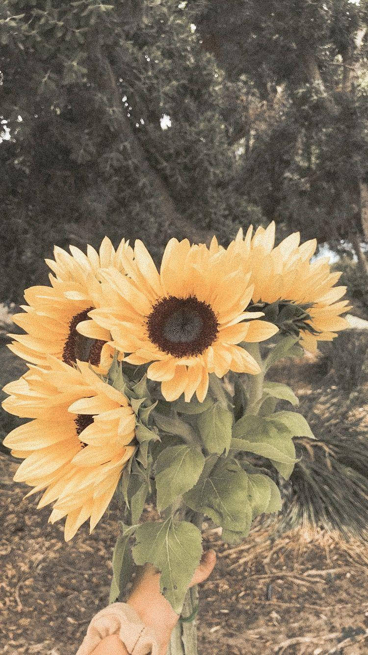 Fotografía Vintage Estética Amarilla Fondos de pantalla