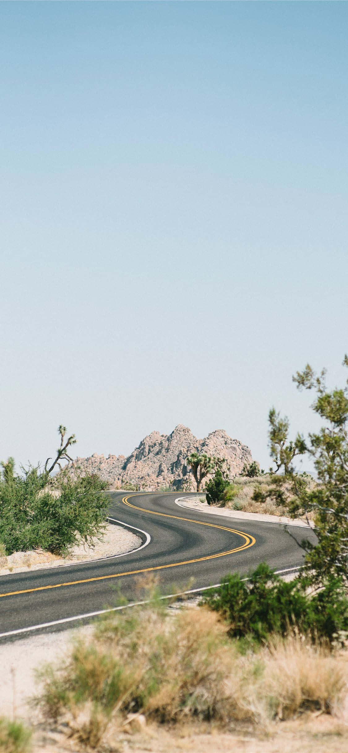 Fotos de Árboles de Joshua al Borde de la Carretera Fondos de pantalla