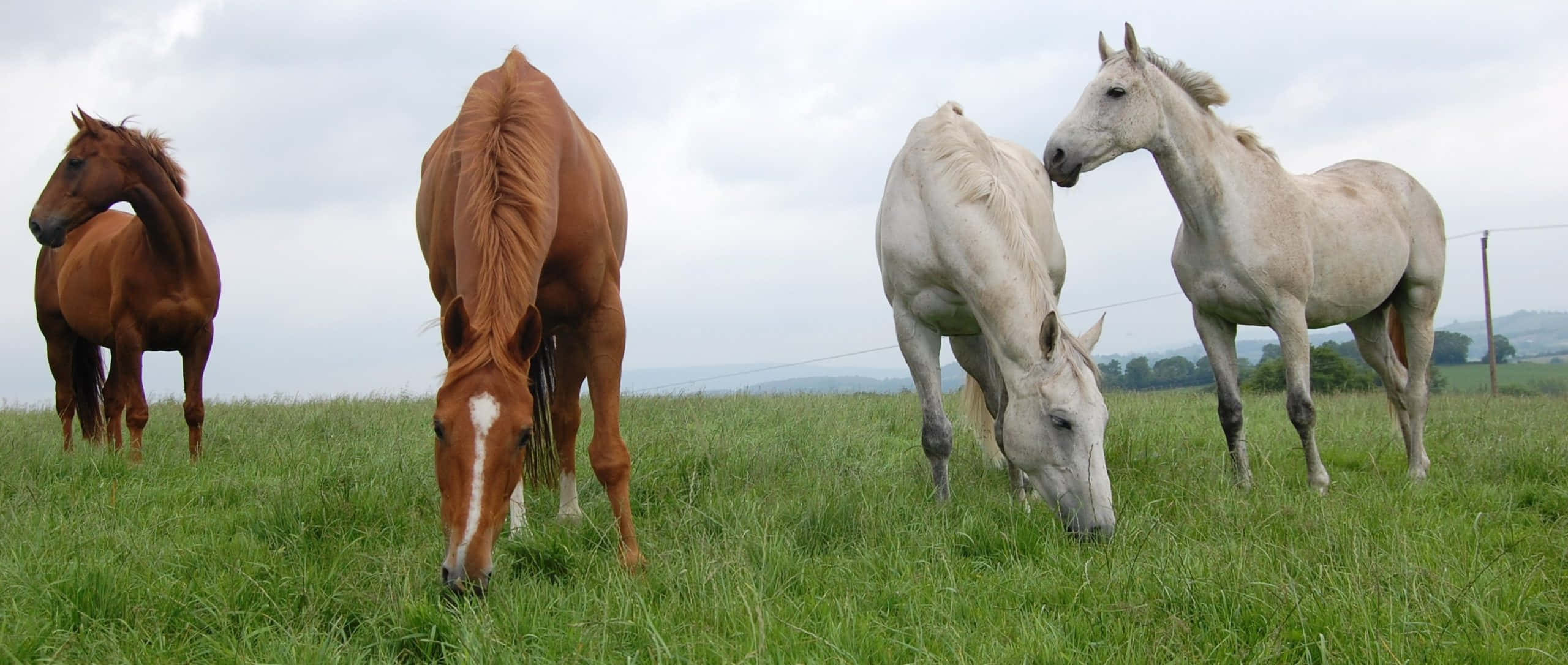 Fotos de Caballos Marrones y Blancos Fondos de pantalla