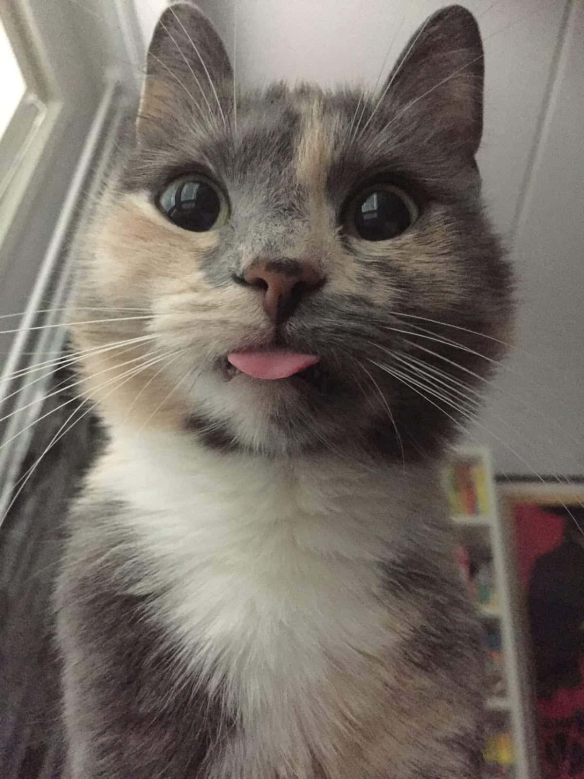 Fotos de cerca de gato bonito y divertido con lengua pequeña Fondos de pantalla