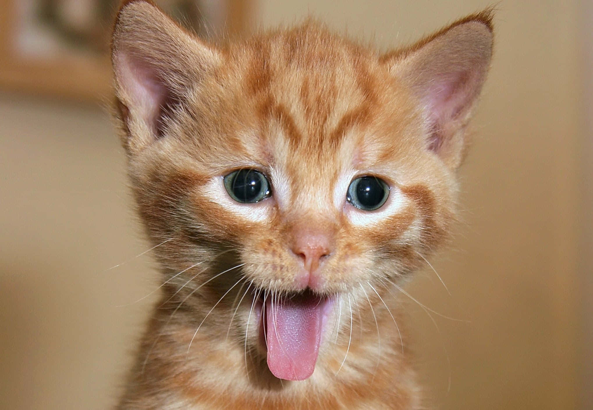 Fotos de Gato Gracioso y Lindo con Reacción de Vómito y Lengua Afuera Fondos de pantalla