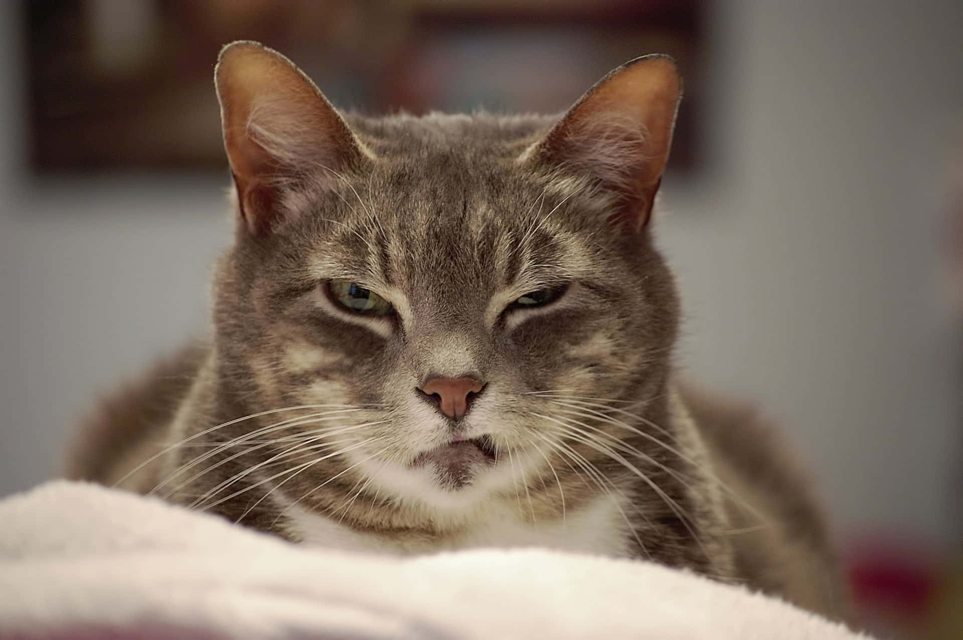 Fotos de Gato Gruñón Fondos de pantalla