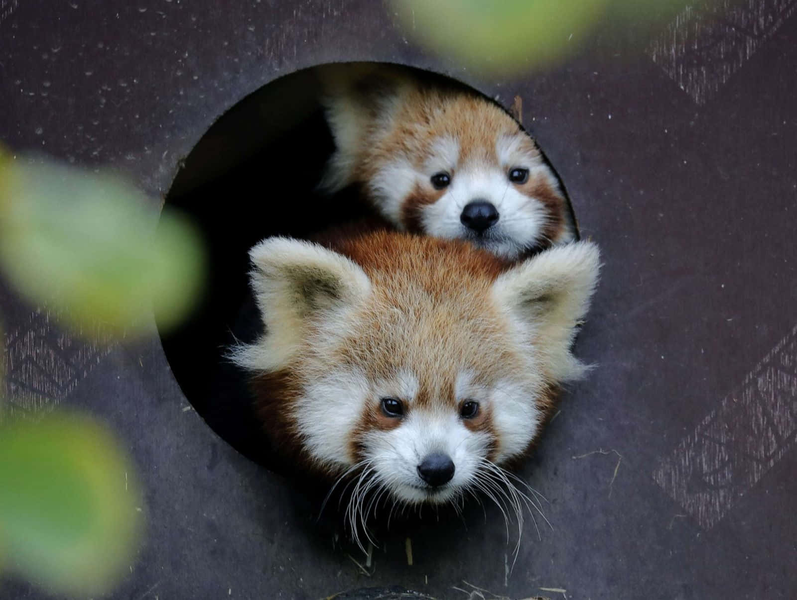 Fotos de pandas rojos adorables Fondos de pantalla