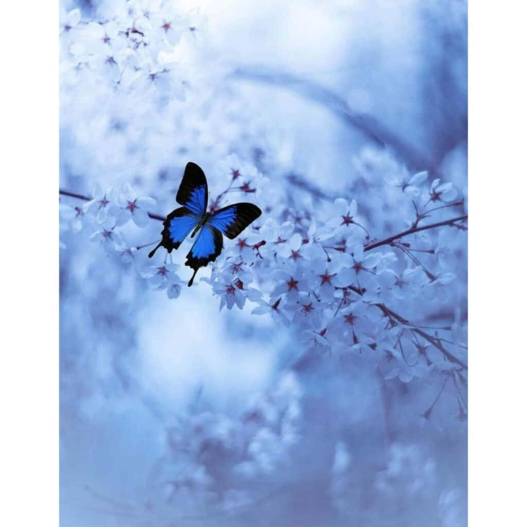 Fotos de Perfil Bonitas de Mariposa Azul Fondos de pantalla