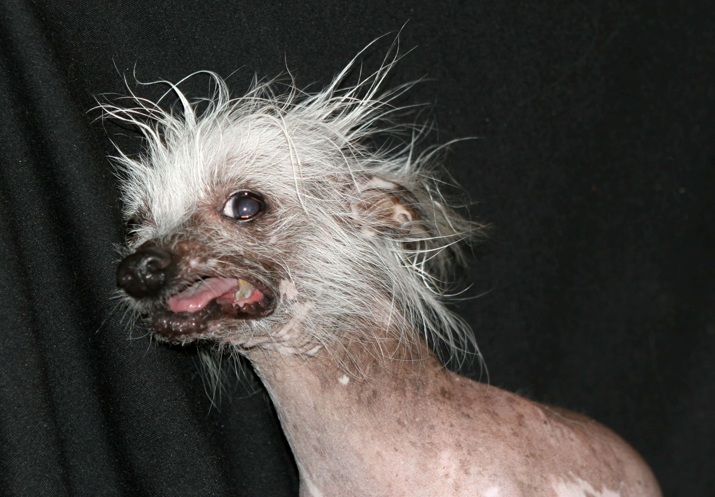 Fotos de perro chino crestado sin pelo y feo Fondos de pantalla