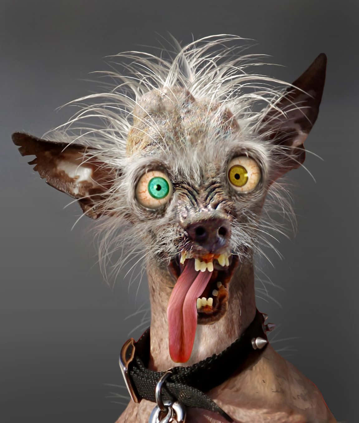 Fotos de perro feo con ojos verdes y amarillos Fondos de pantalla