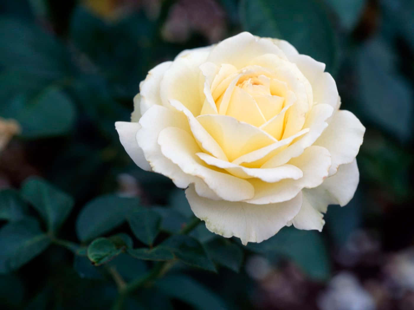 Fotos de Planta de Rosa Blanca Fondos de pantalla