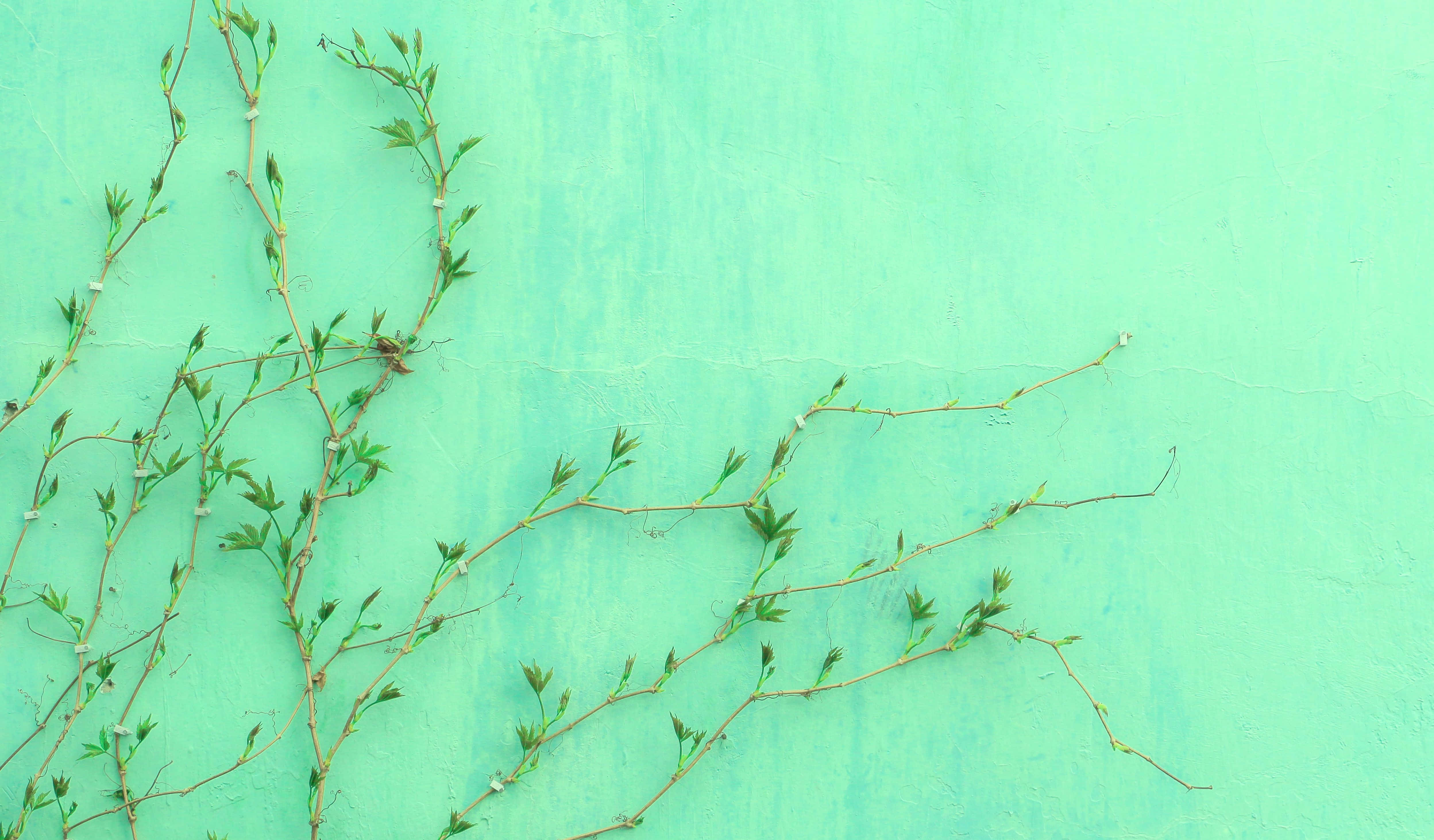 Fotos de plantas de enredadera verde estética pastel Fondos de pantalla