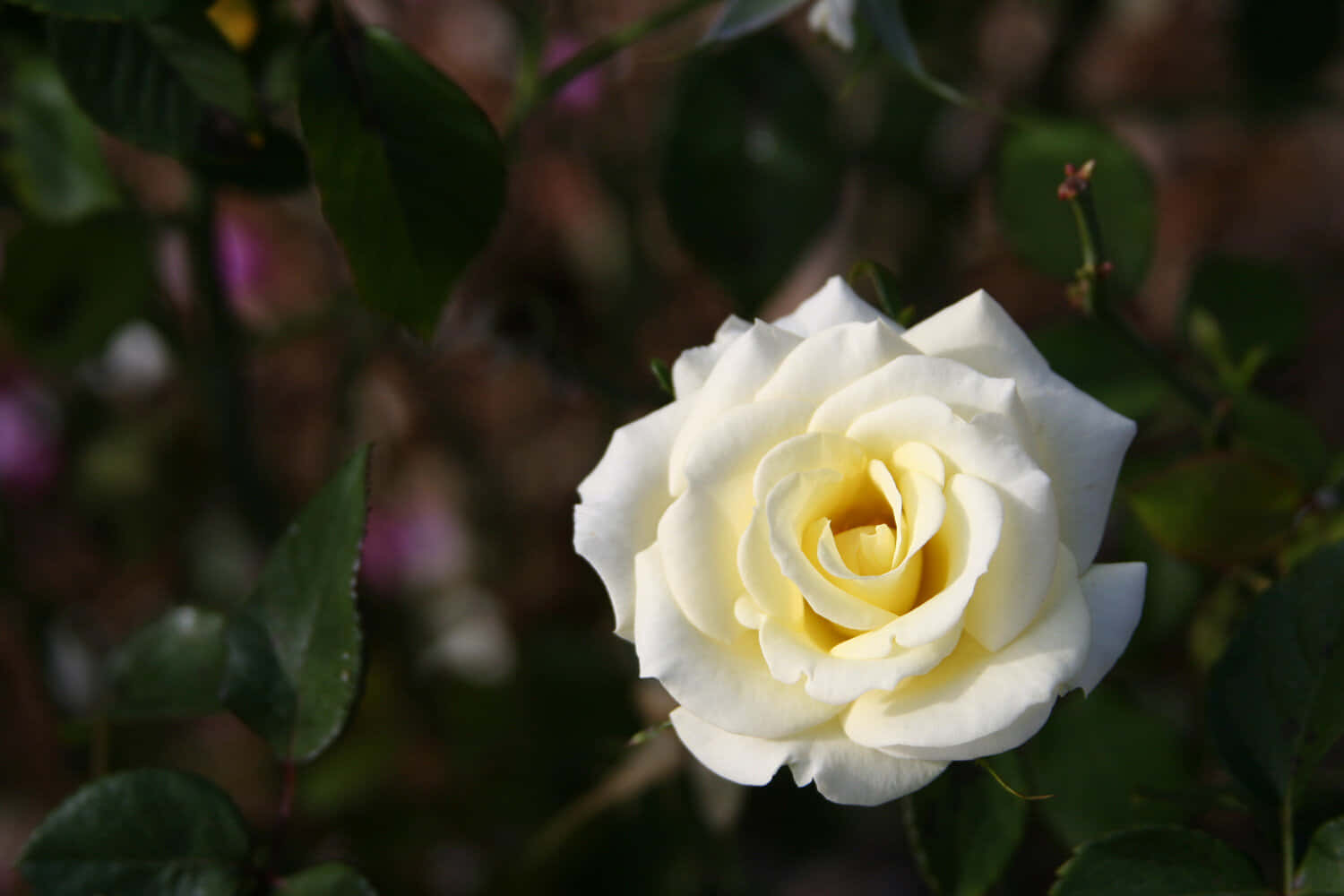 Fotos de rosas blancas y amarillas Fondos de pantalla
