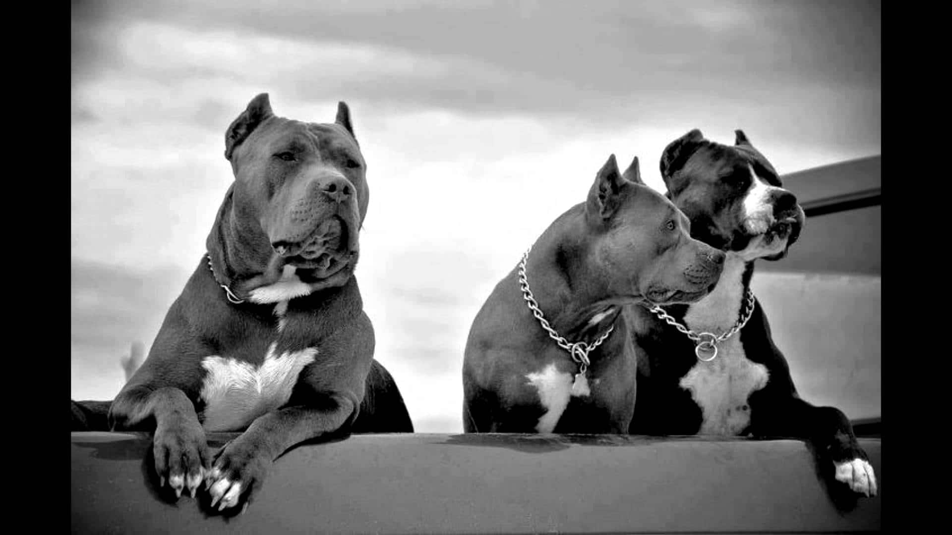 Fotos de tres perros Pitbull en manada Fondos de pantalla