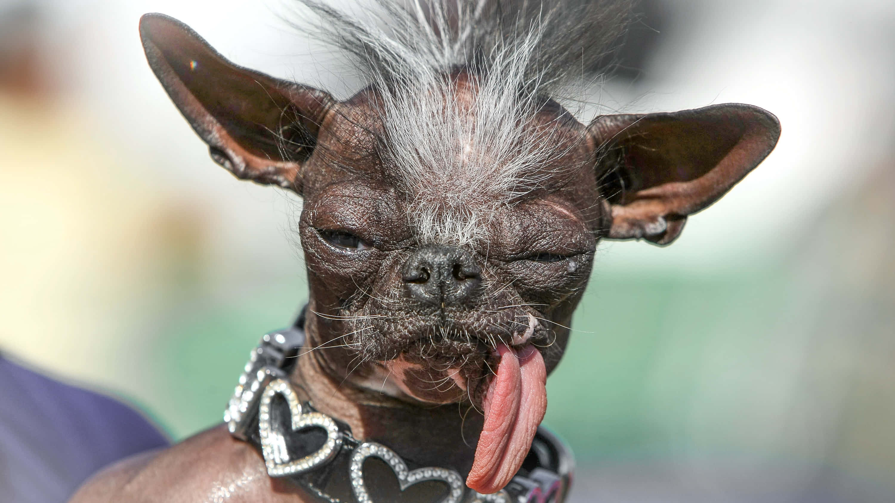 Fotos del perro más feo del mundo, Gus Fondos de pantalla