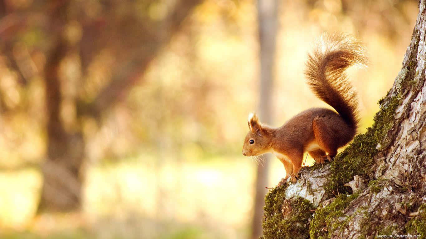 Fotos Divertidas de Ardilla en Árbol a Horas Doradas Fondos de pantalla