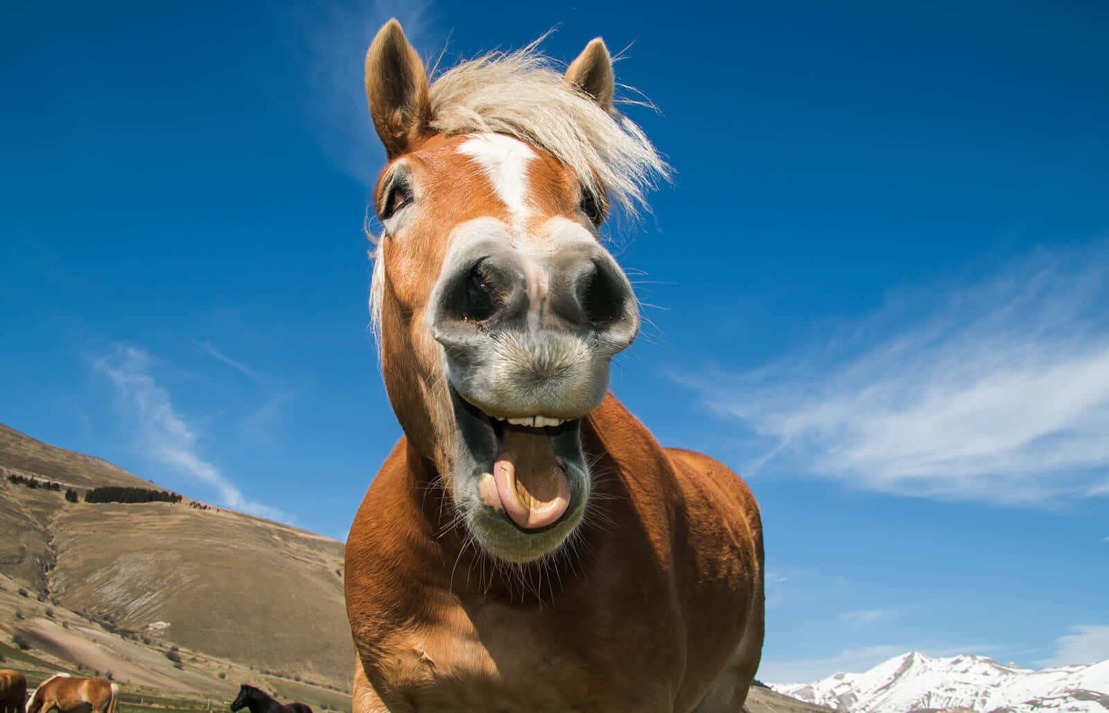 Fotos Divertidas de Caballos Felices Fondos de pantalla