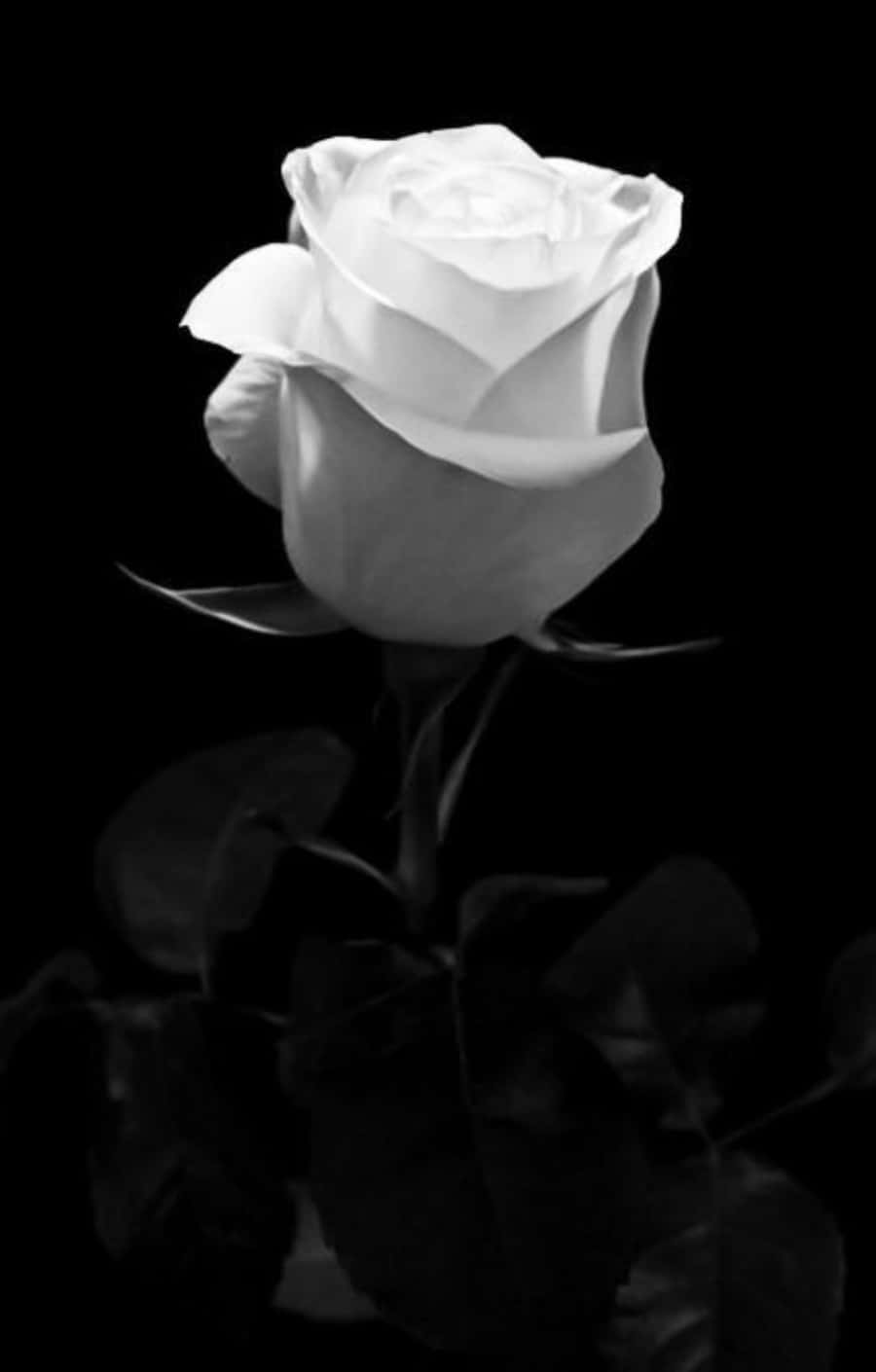 Fotos en Blanco y Negro de Rosa Blanca Fondos de pantalla