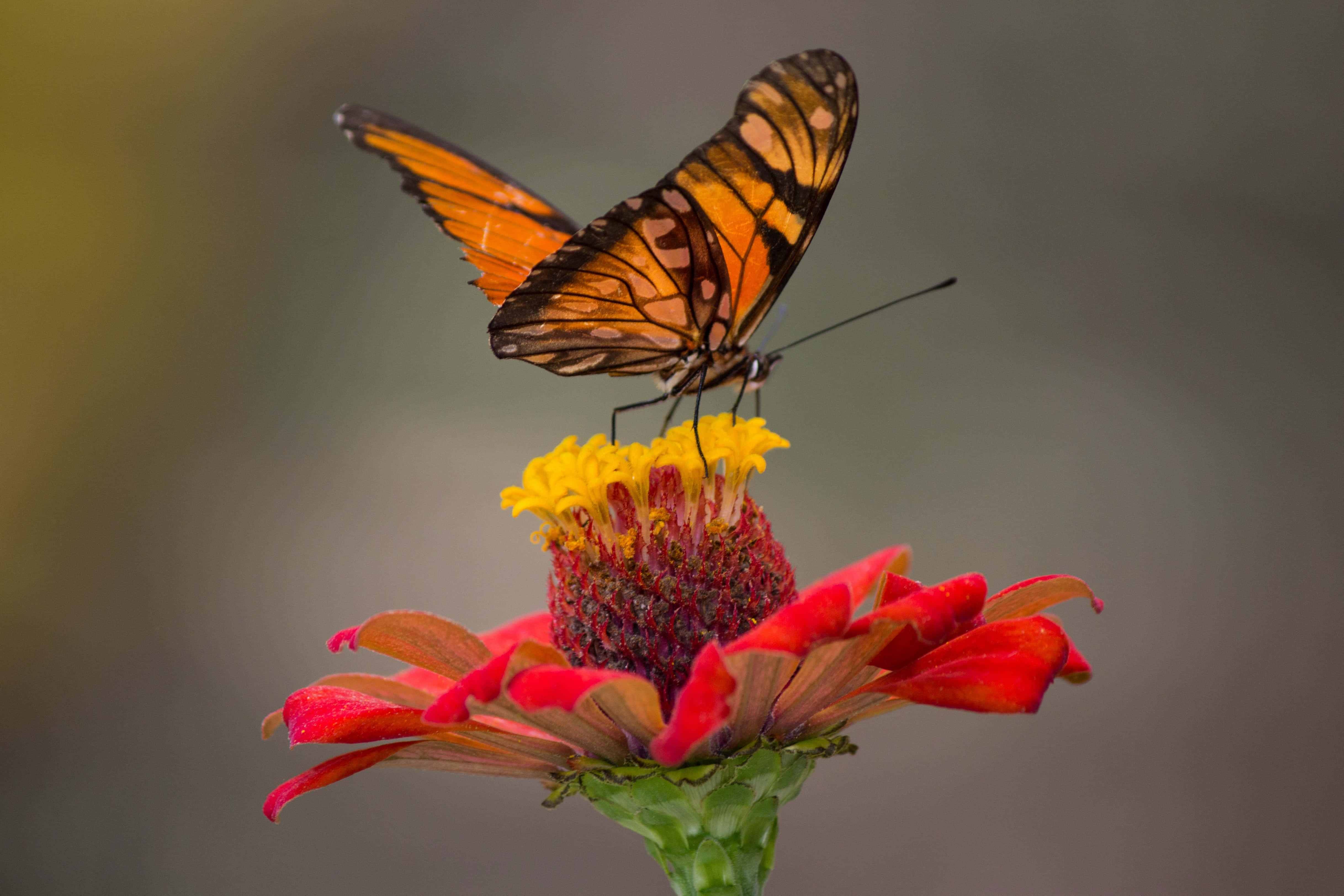 Fotos estéticas de mariposas Fondos de pantalla