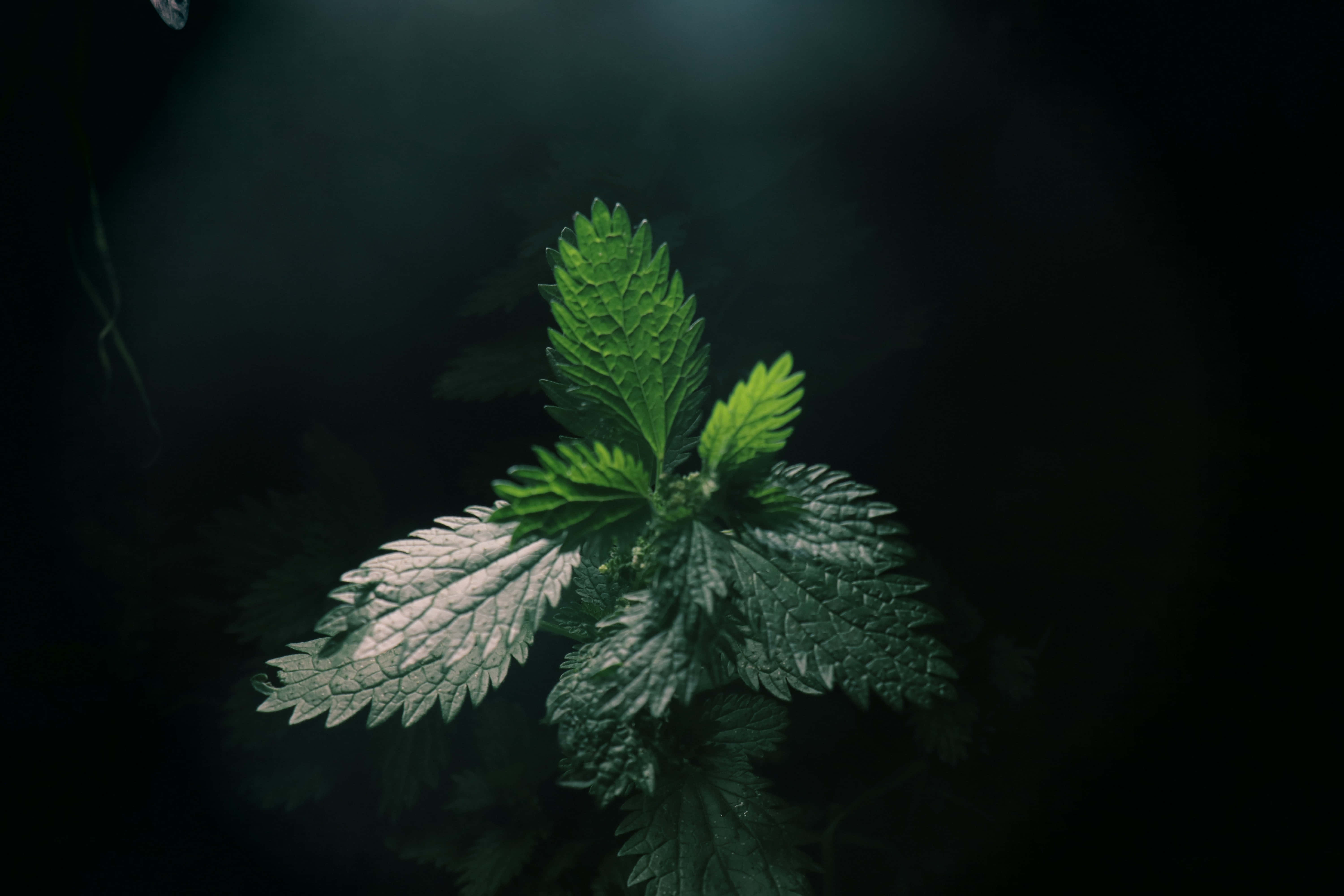 Fotos estéticas verde oscuro Fondos de pantalla