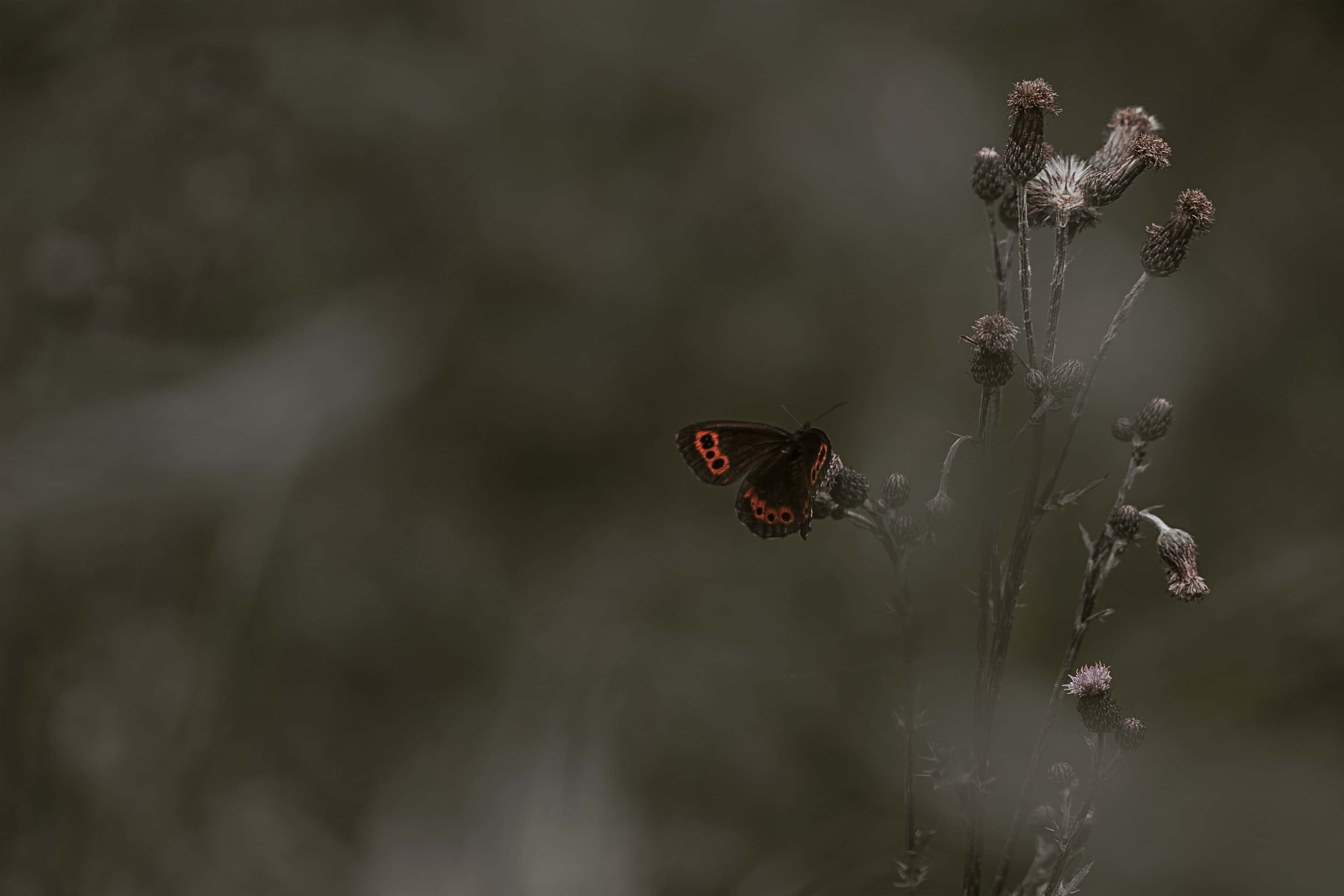 Fotos estéticas de mariposas Fondos de pantalla