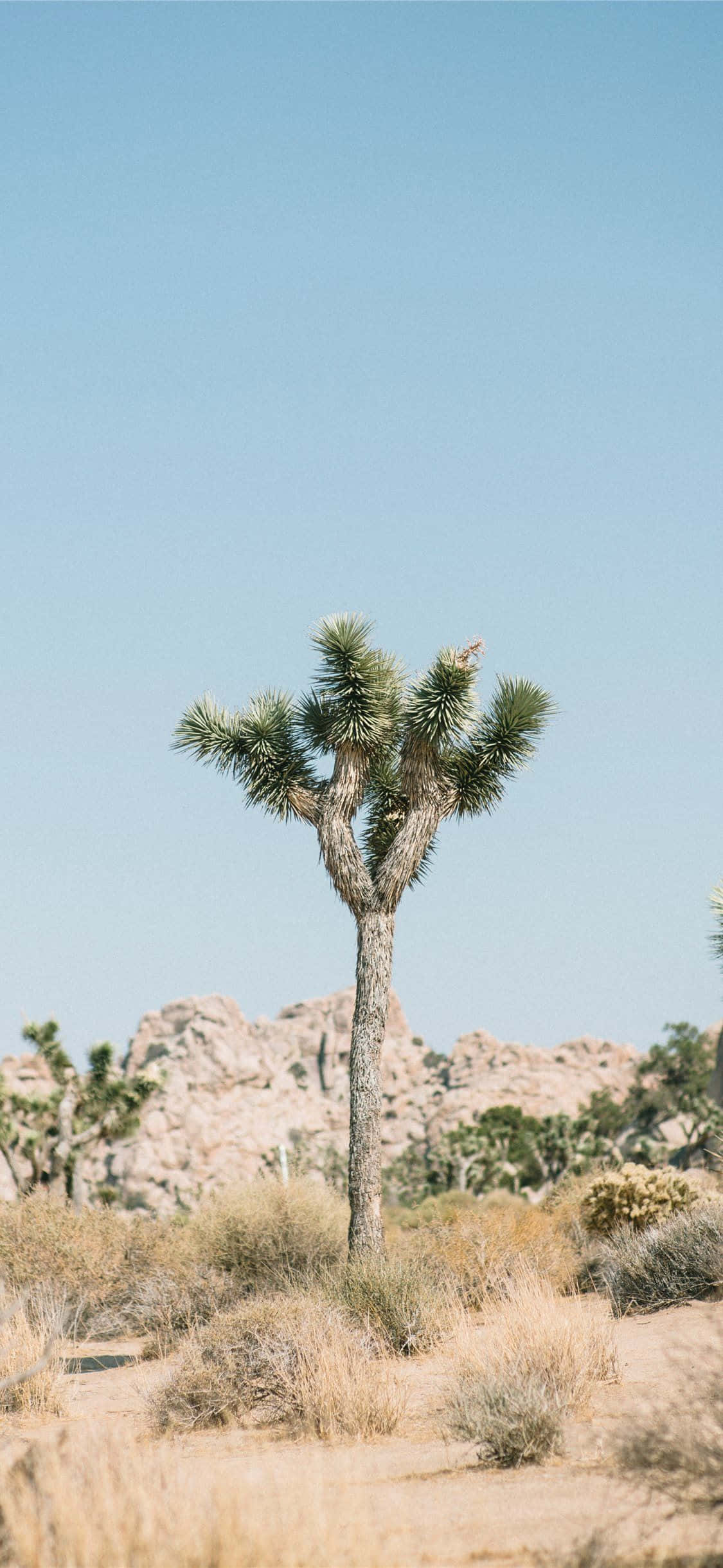 Fotos Individuales de Árbol de Joshua Fondos de pantalla
