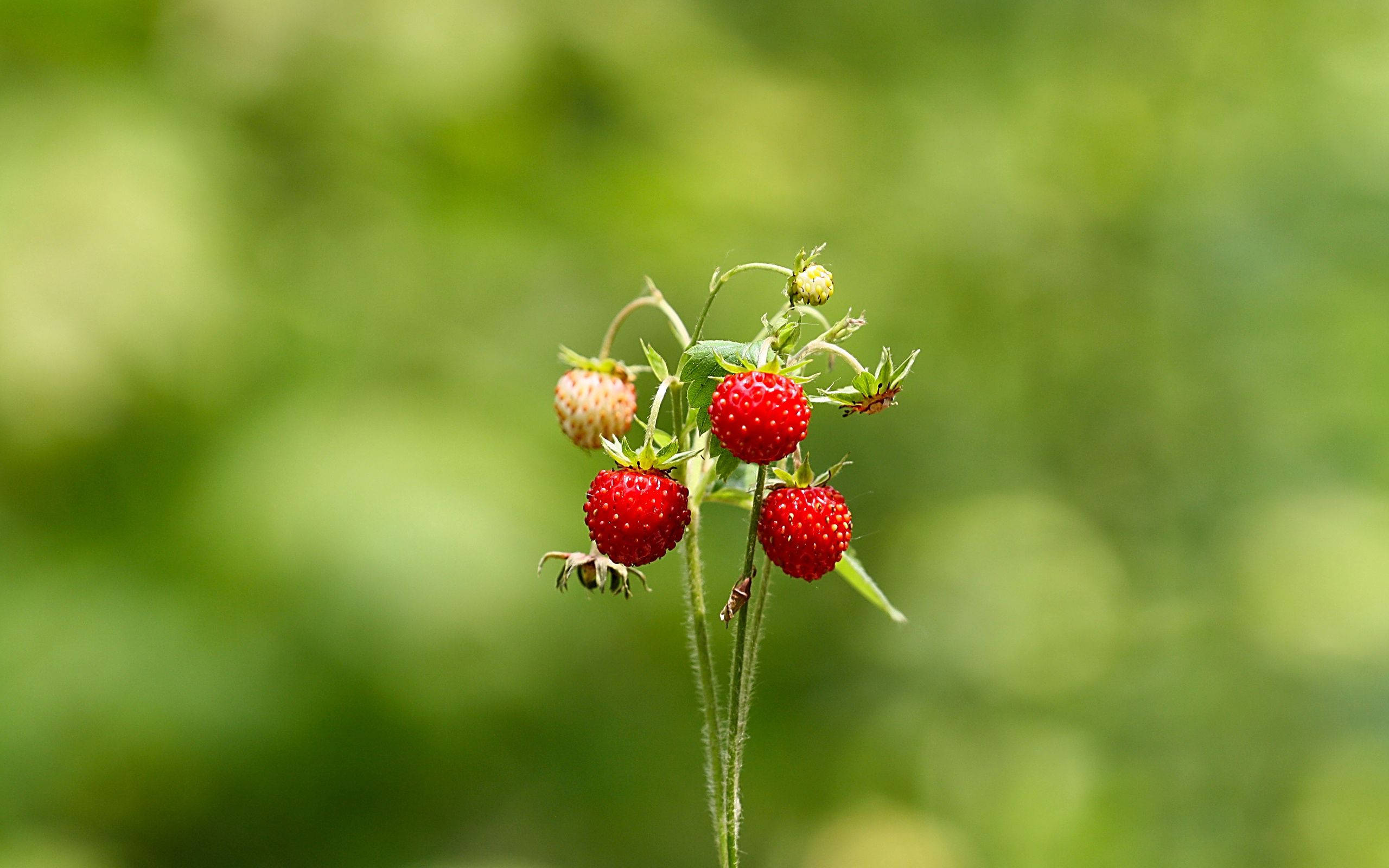 Fresas de verano dulces y jugosas, recién recogidas. Fondos de pantalla