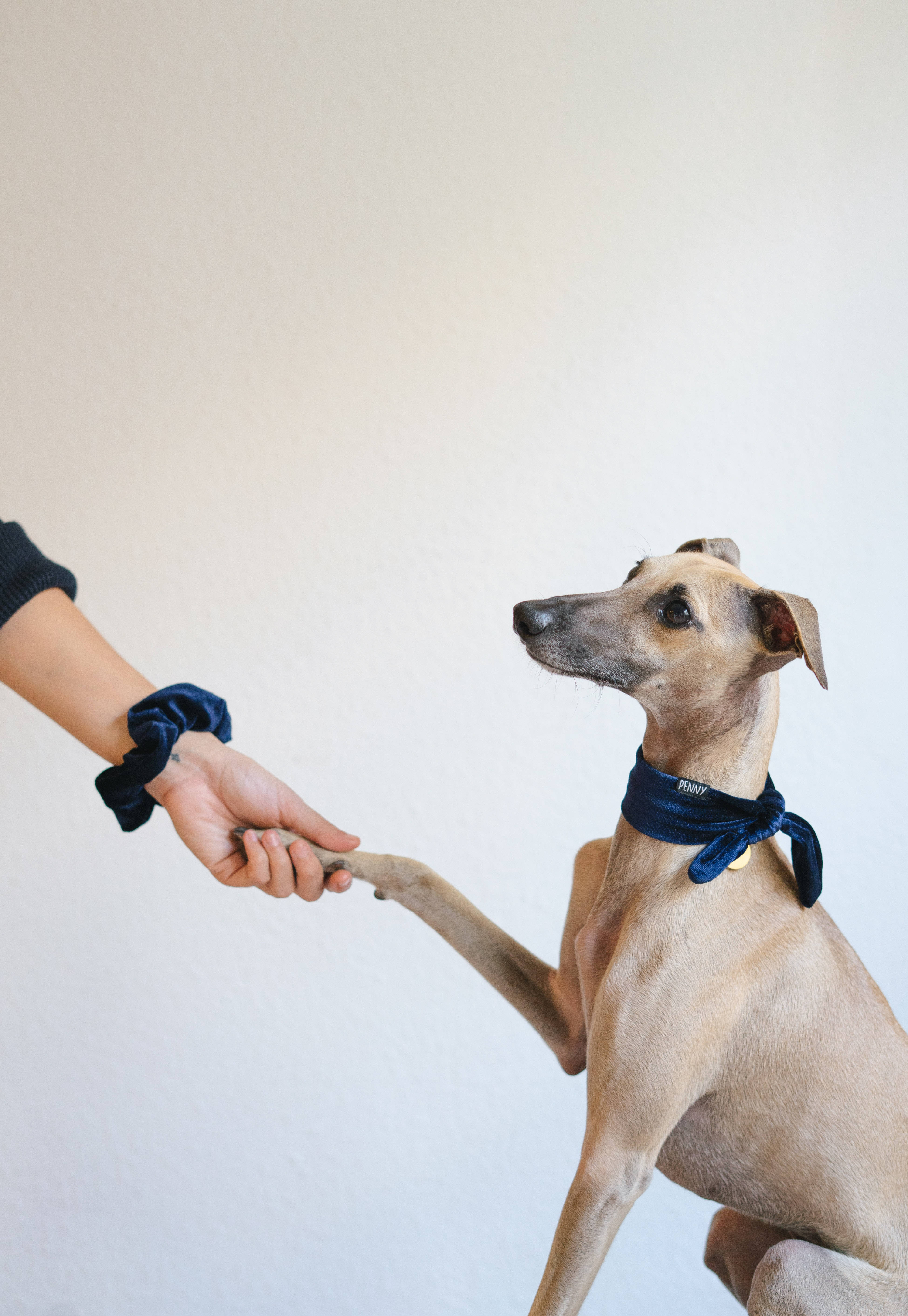 Galgos estrechando manos Fondos de pantalla