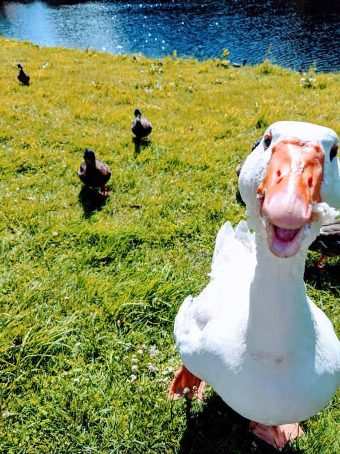 Ganso gracioso con patos marrones Fondos de pantalla
