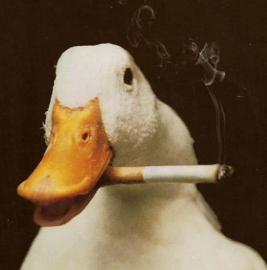 Ganso gracioso fumando cigarrillo Fondos de pantalla