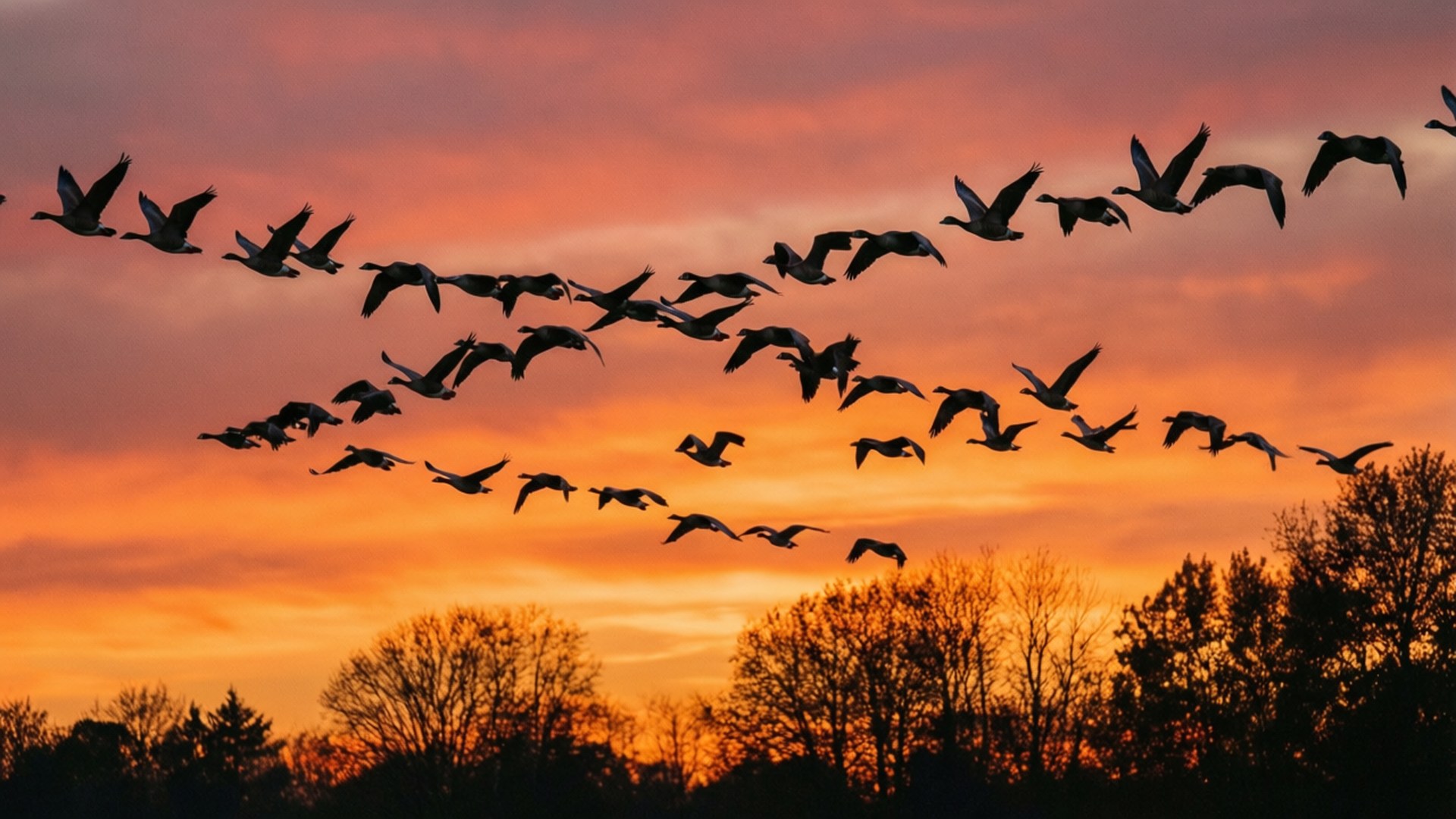 Gansos al atardecer Fondos de pantalla