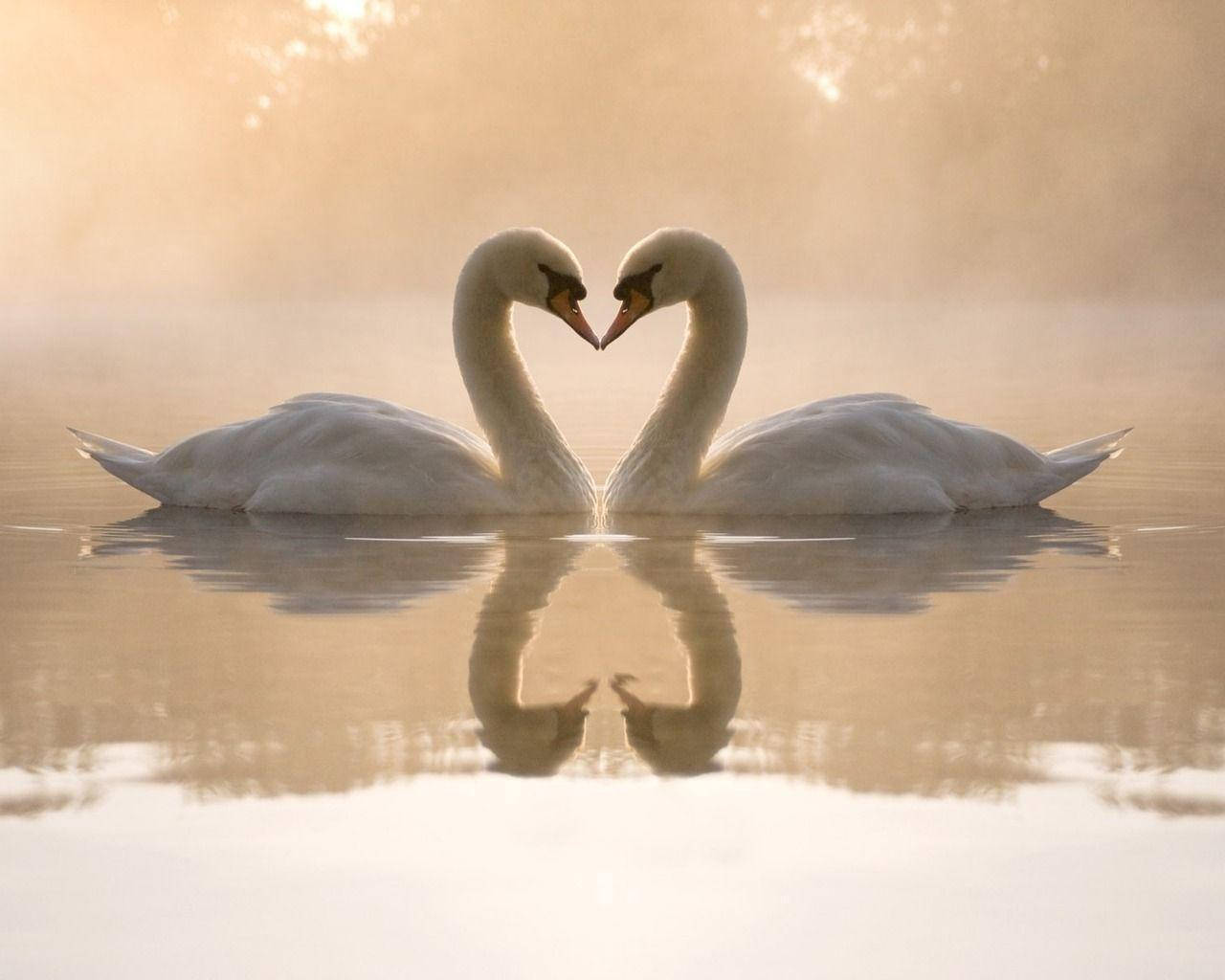 Gansos Enamorados en el Lago Fondos de pantalla