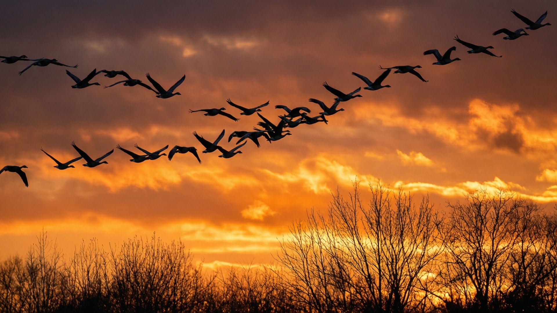 Gansos Migratorios al Atardecer Fondos de pantalla