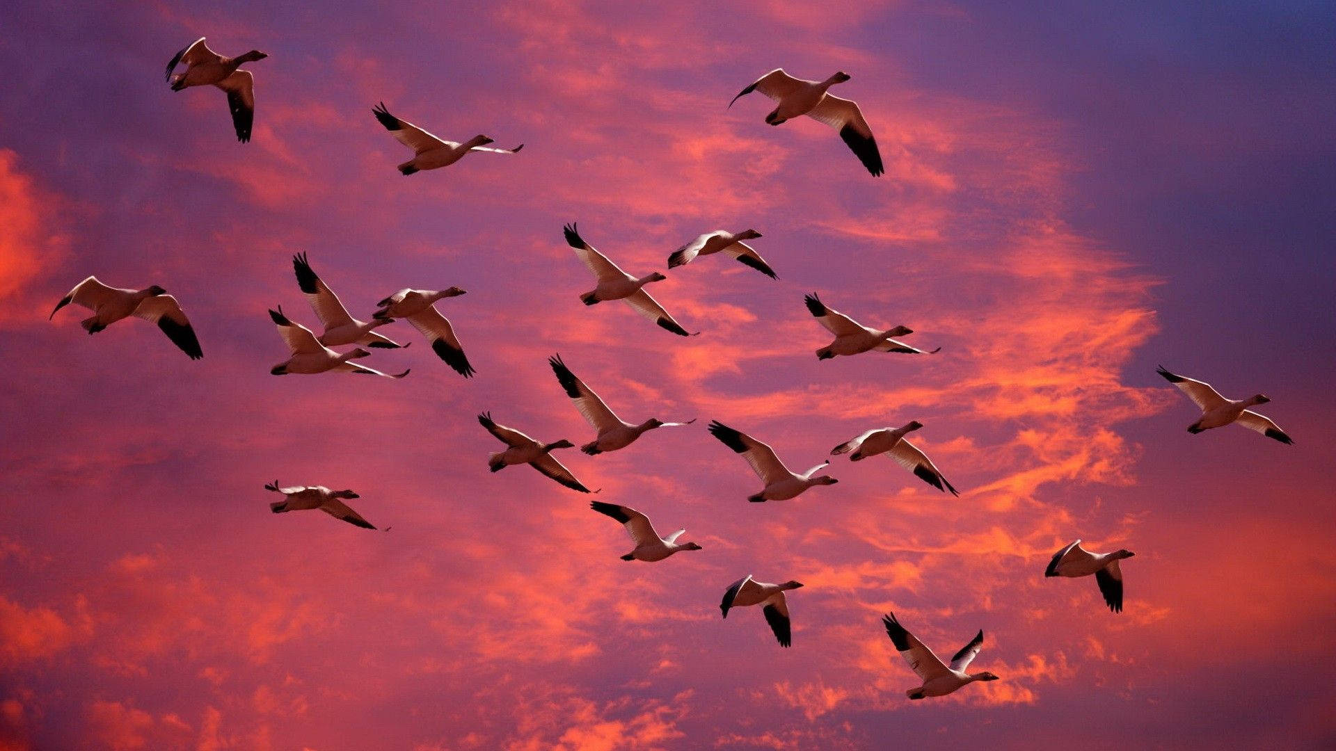 Gansos Volando Sobre el Cielo Rosa Púrpura Fondos de pantalla