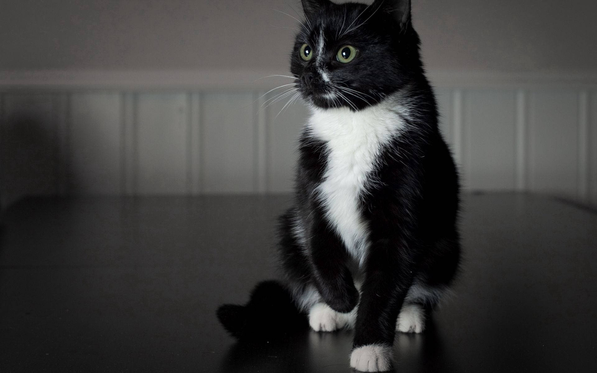Fondo de pantalla de gatito blanco y negro