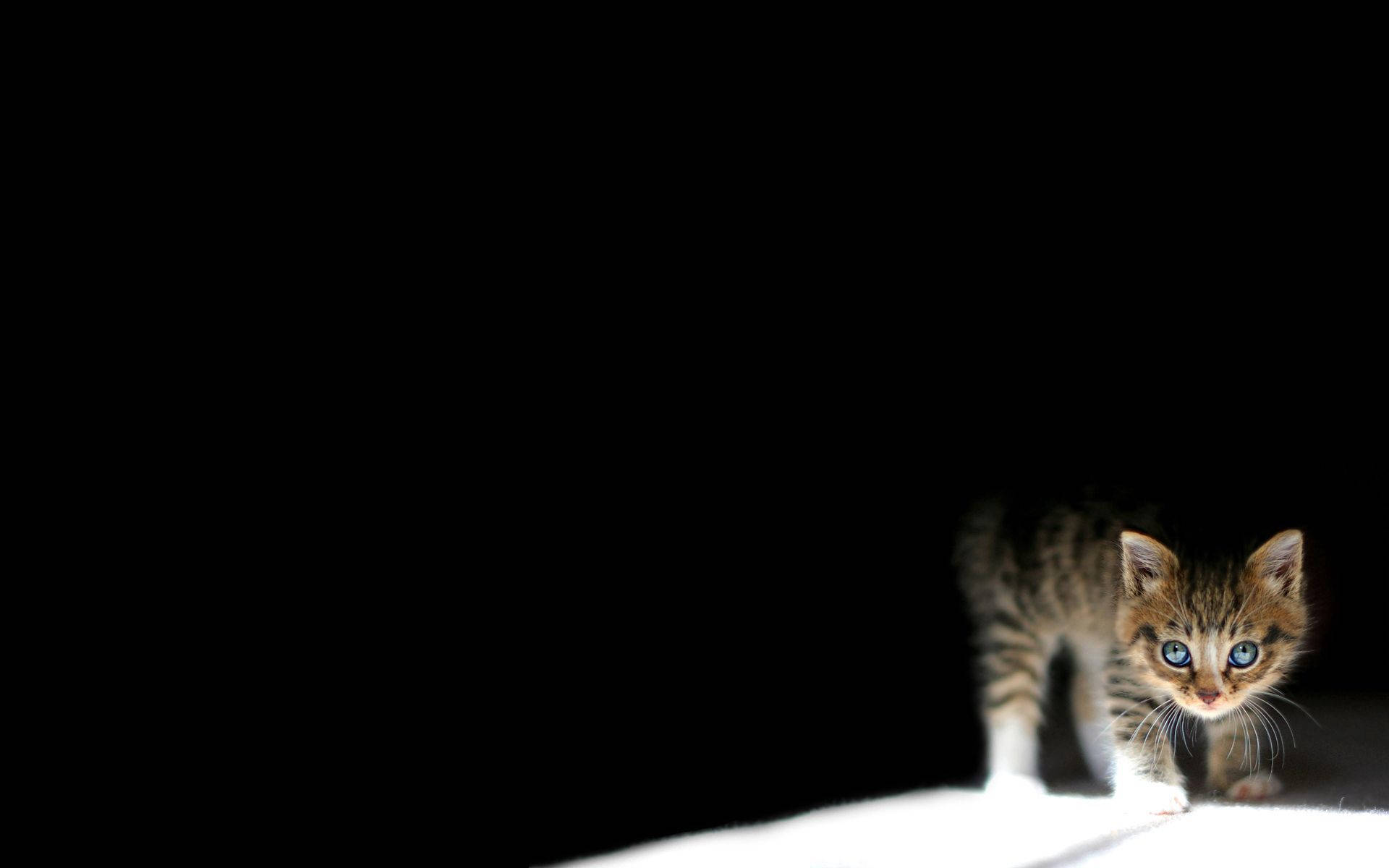Fondo de Pantalla de Gatito en la Oscuridad