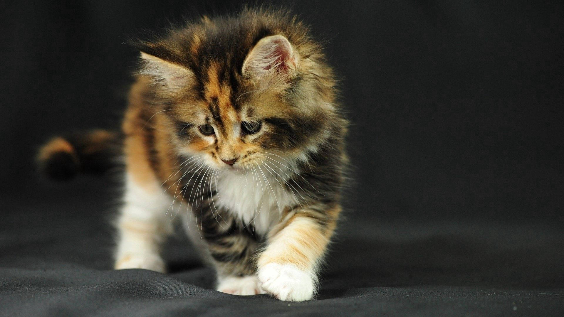 Gatito esponjoso acurrucándose con su juguete Fondos de pantalla