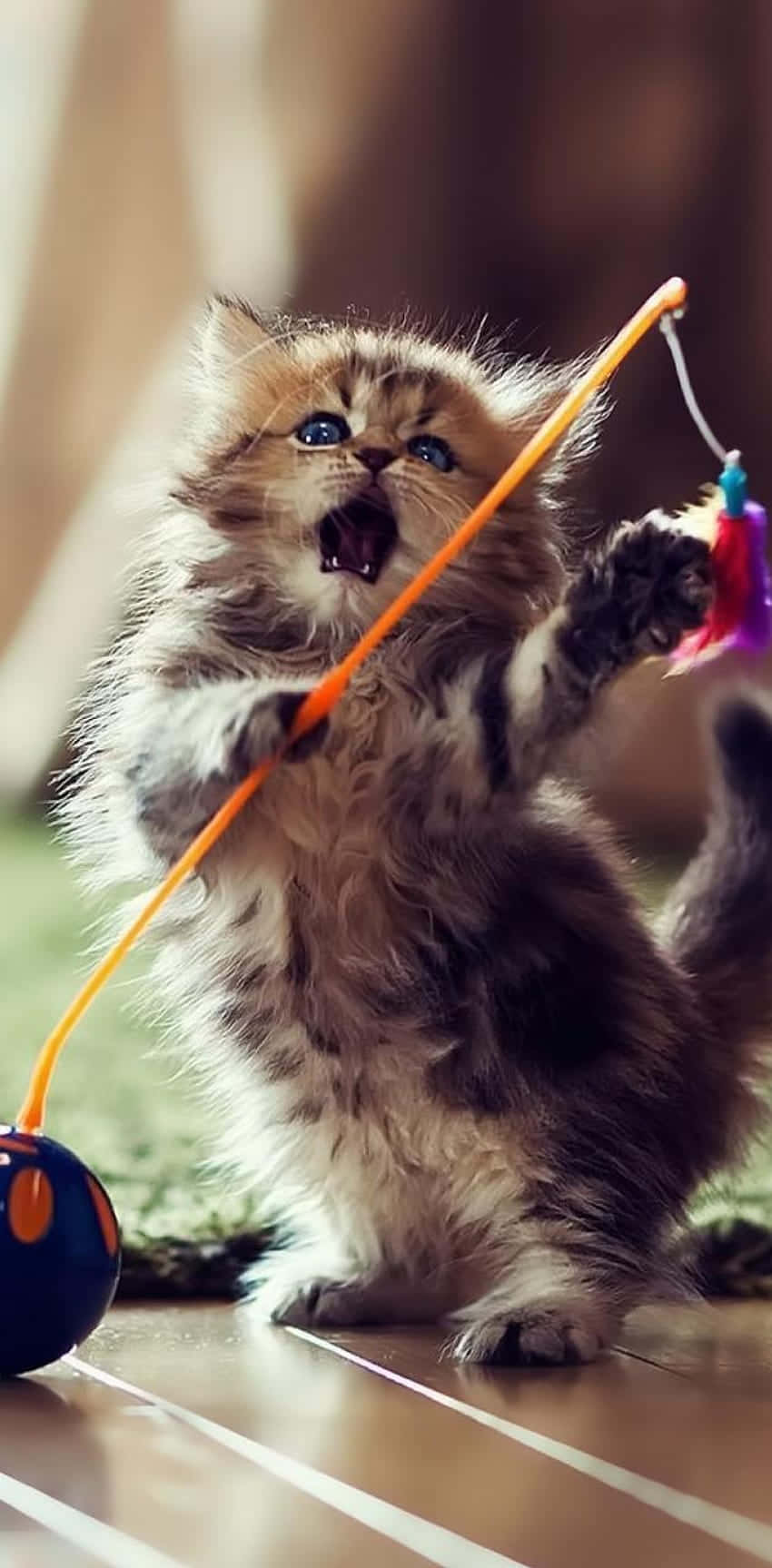 Gatito Juguetón Bailando con Juguete Fondos de pantalla