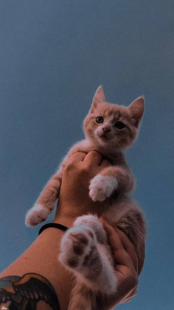 Gatito Marrón Estético para iPhone Fondos de pantalla
