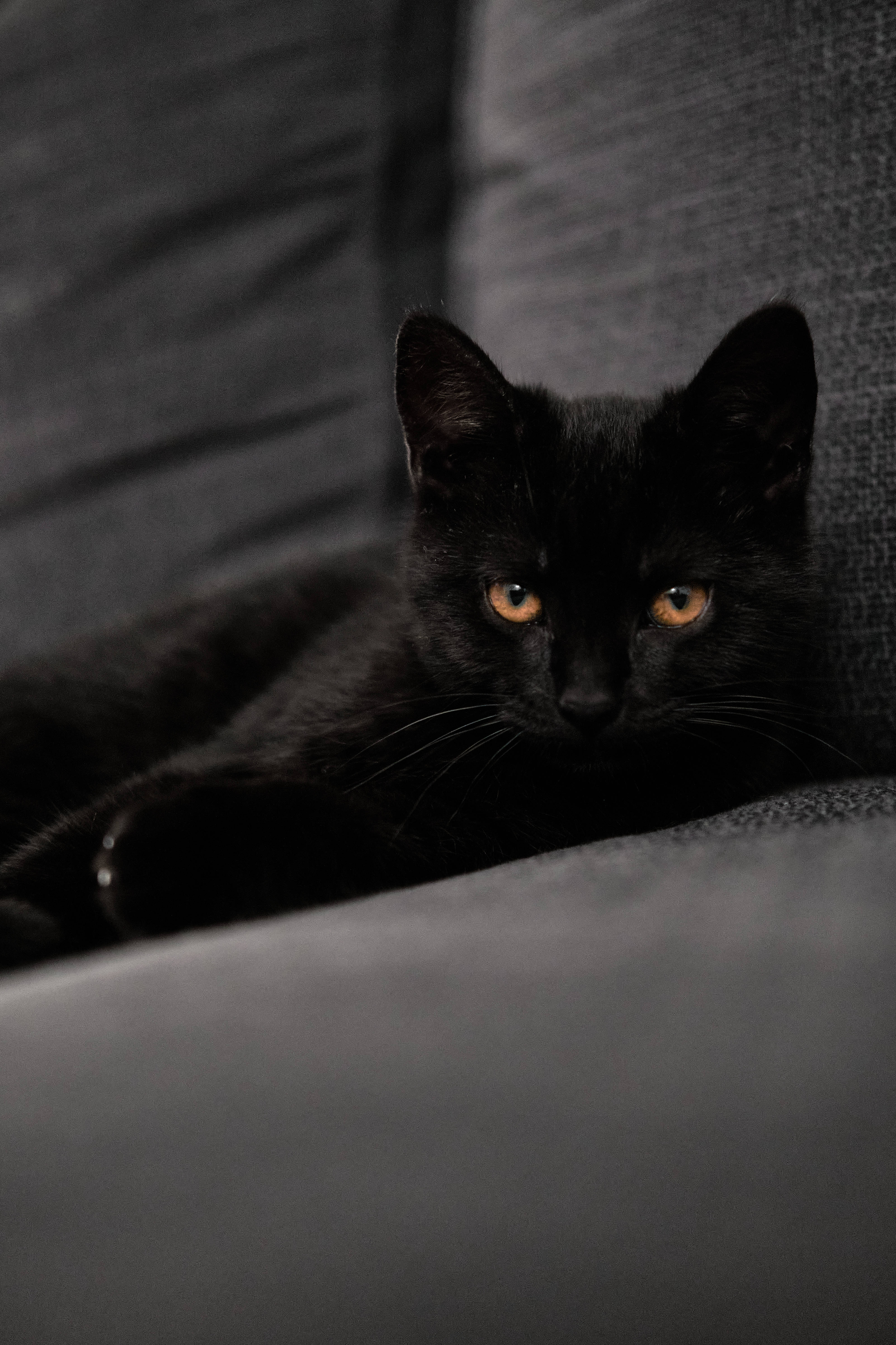 Gatito Negro en el Sofá Fondos de pantalla