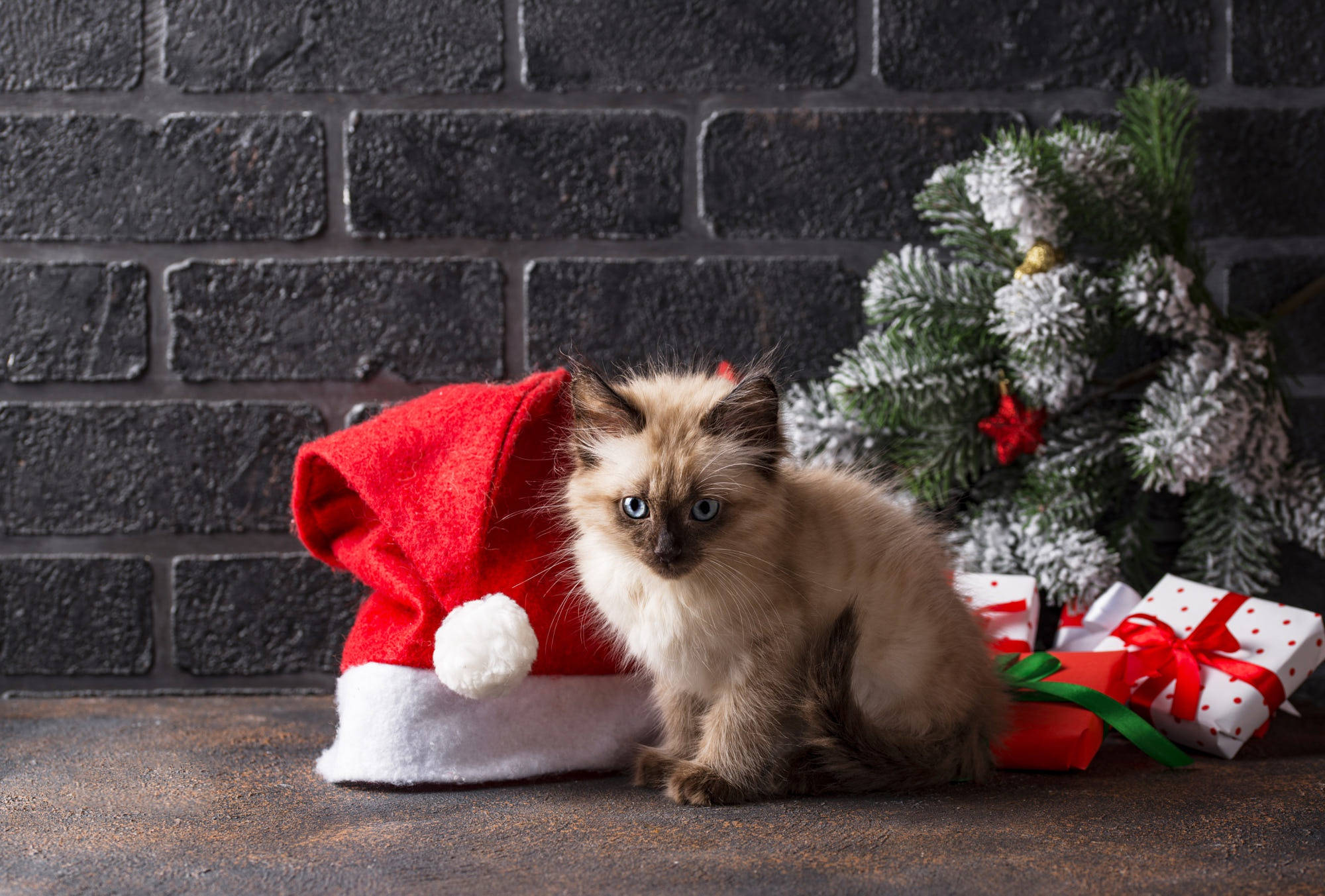 Gatito Siamés Regalos de Navidad Fondos de pantalla