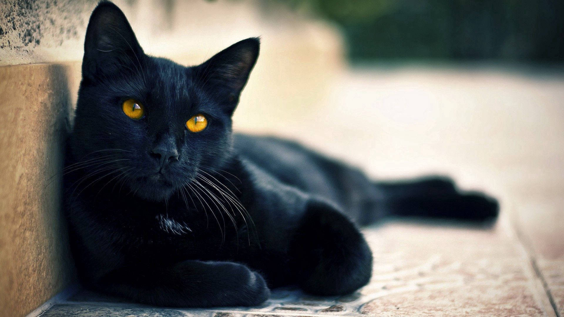 Fondo de pantalla de gato acostado animal negro