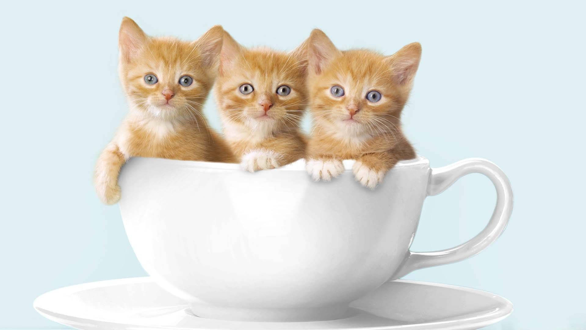 Gato acurrucado en una taza de café Fondos de pantalla